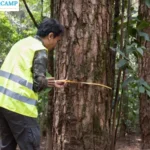Jurusan Kehutanan: Pilihan Studi Bernilai Strategis untuk Masa Depan Lingkungan dan Karier