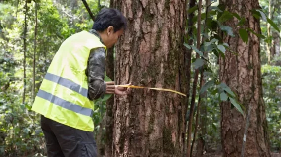 Jurusan Kehutanan: Pilihan Studi Bernilai Strategis untuk Masa Depan Lingkungan dan Karier
